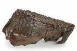Fossil Woolly Mammoth Lower M Molar - Siberia #357019-3